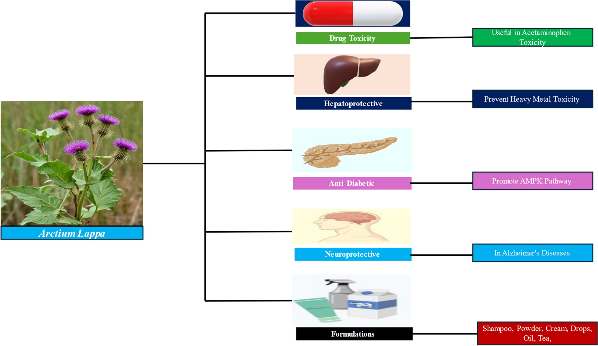 Harnessing the power of Arctium lappa root: a review of its pharmacological properties and therapeutic applications