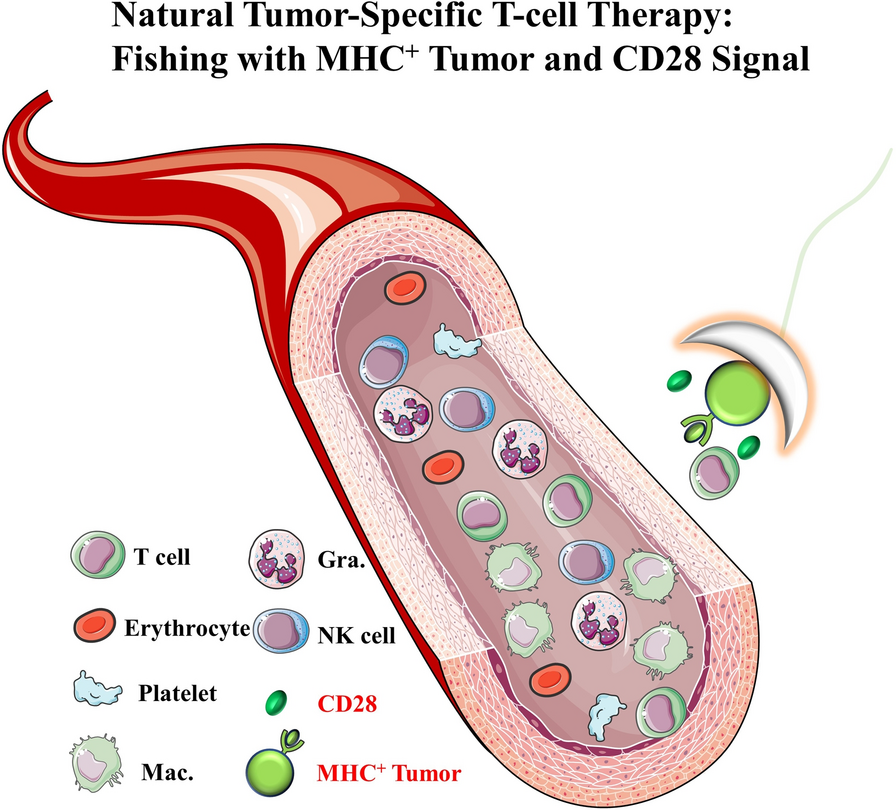 Natural and revolutionary tumor-specific T-cell therapy