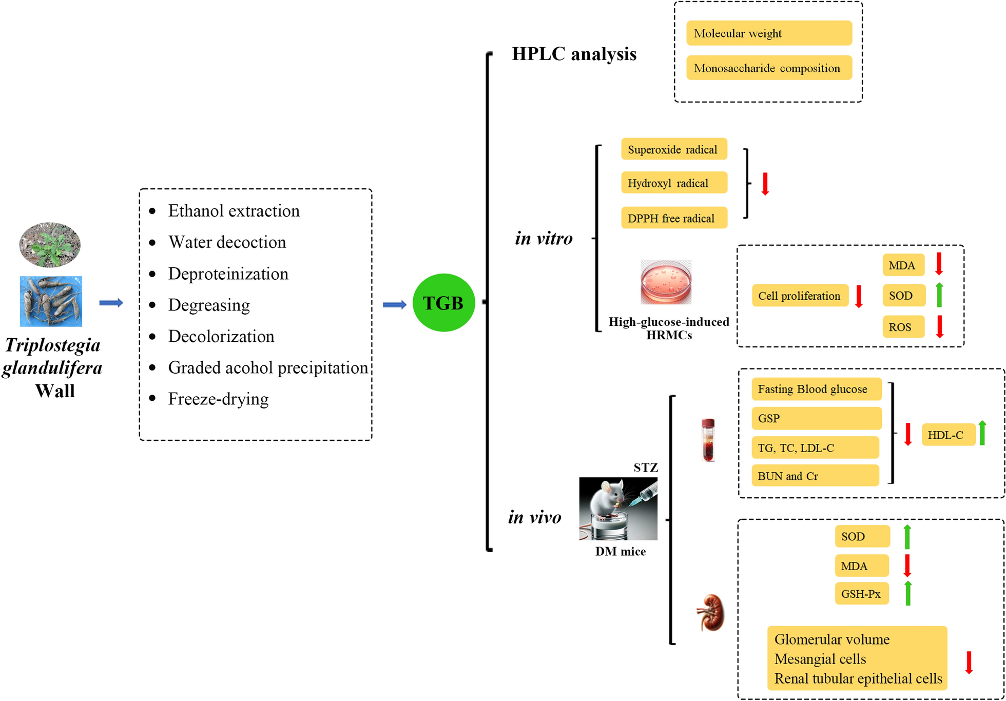 Polysaccharide fraction from Triplostegia glandulifera Wall and its renoprotective effect in streptozotocin-induced diabetic mice by attenuating oxidative stress