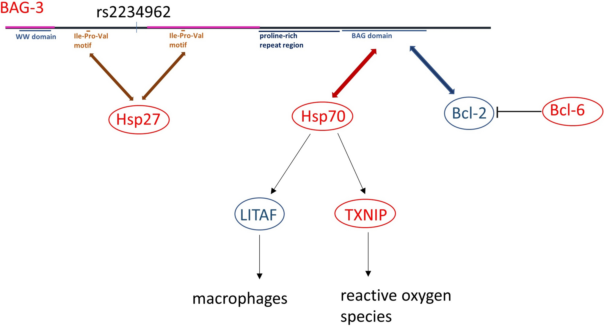 BAG3’s dual roles in Parkinson’s disease and cardiomyopathy: benefit or liability?