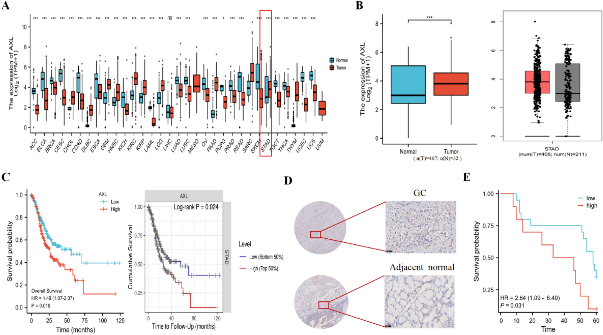 Novel affibody molecules targeting the AXL extracellular structural domain for molecular imaging and targeted therapy of gastric cancer