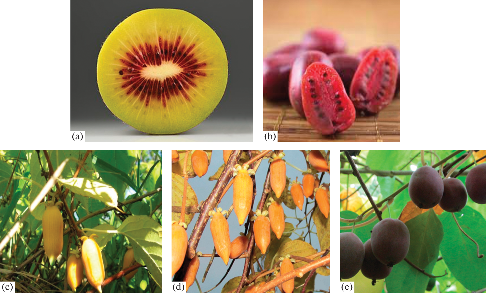 Genomic and Genetic Studies of Cultivated Actinidia (Actinidia spp.)