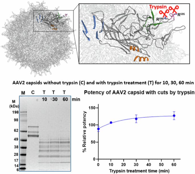 Adeno-associated virus serotype 2 capsids with proteolytic cuts by trypsin remain intact and potent