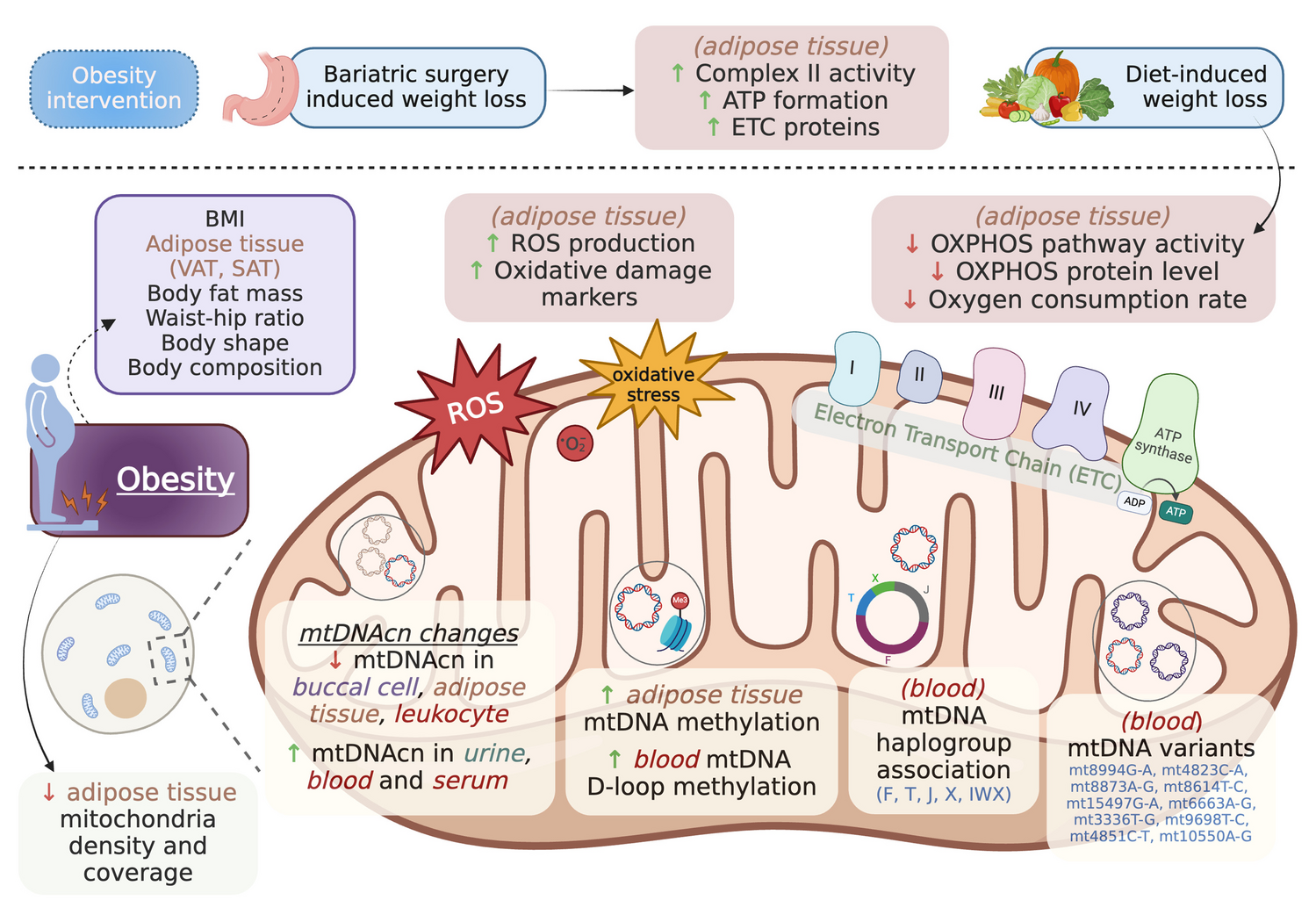 Mitochondrial Health Markers and Obesity-Related Health in Human Population Studies: A Narrative Review of Recent Literature