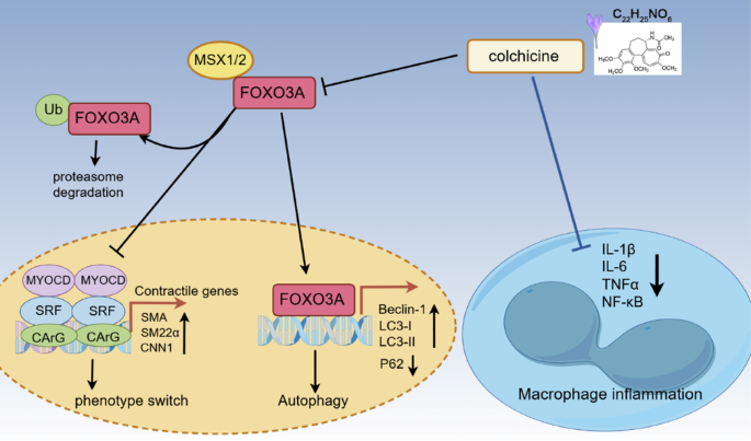 Colchicine reduces neointima formation and VSMC phenotype transition by modulating SRF-MYOCD activation and autophagy