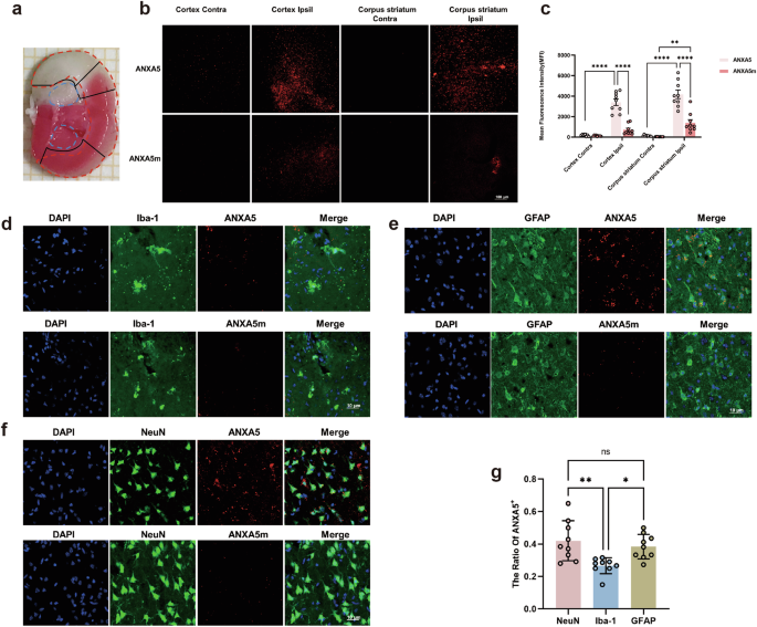 A novel annexin dimer targets microglial phagocytosis of astrocytes to protect the brain-blood barrier after cerebral ischemia