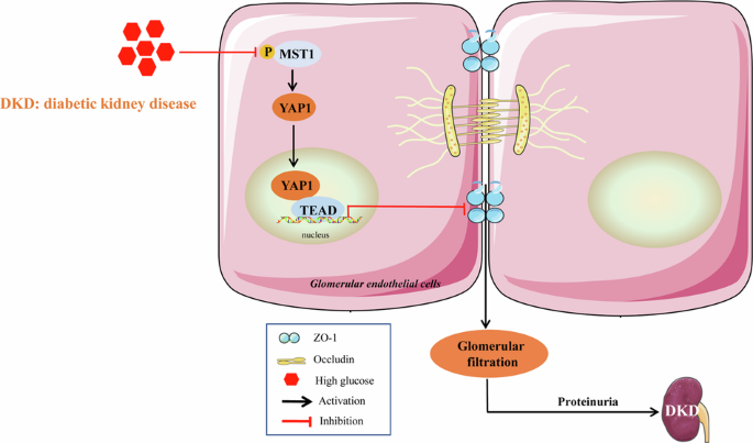 Activation of MST1 protects filtration barrier integrity of diabetic kidney disease in mice through restoring the tight junctions of glomerular endothelial cells