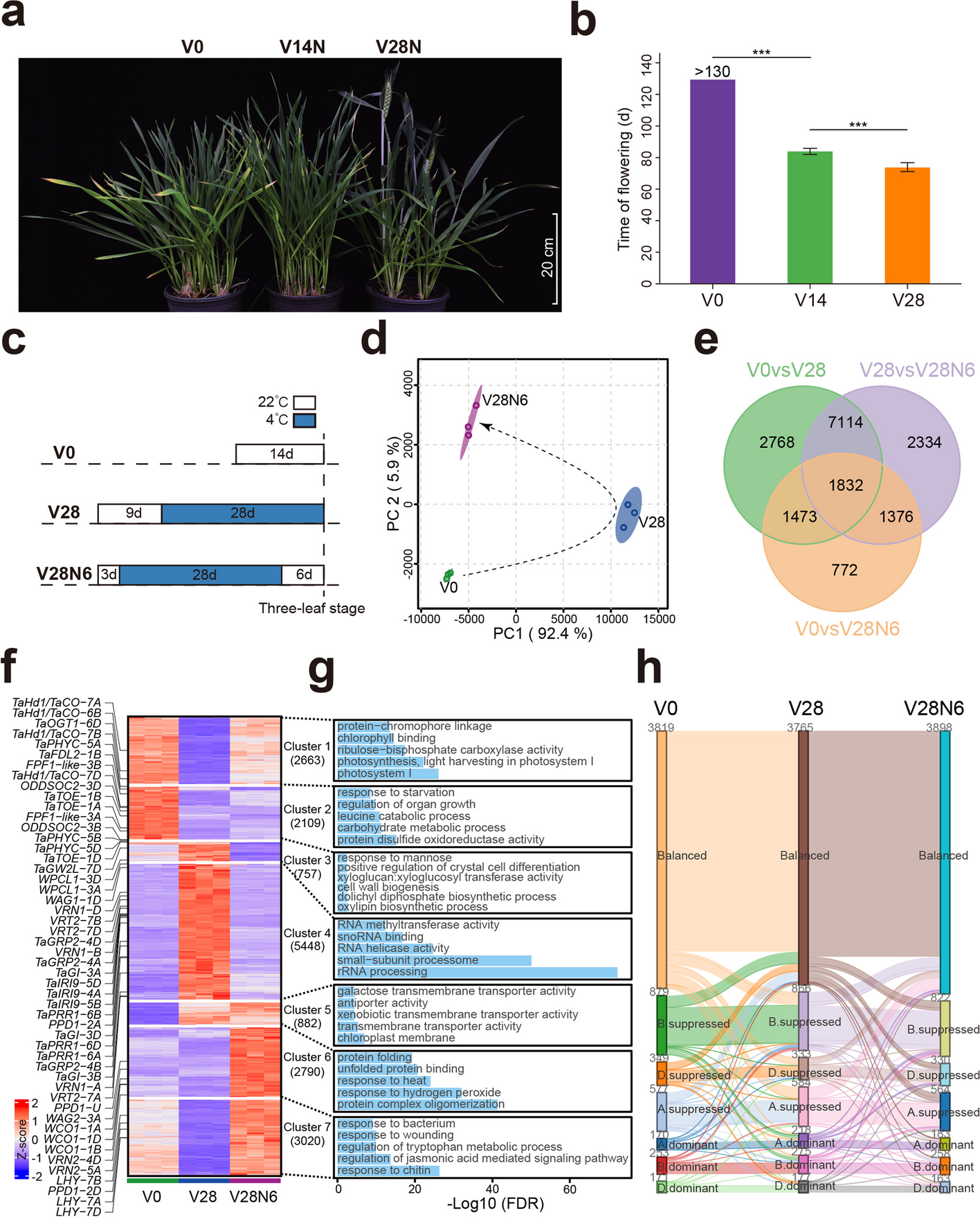 Chromatin loops gather targets of upstream regulators together for efficient gene transcription regulation during vernalization in wheat