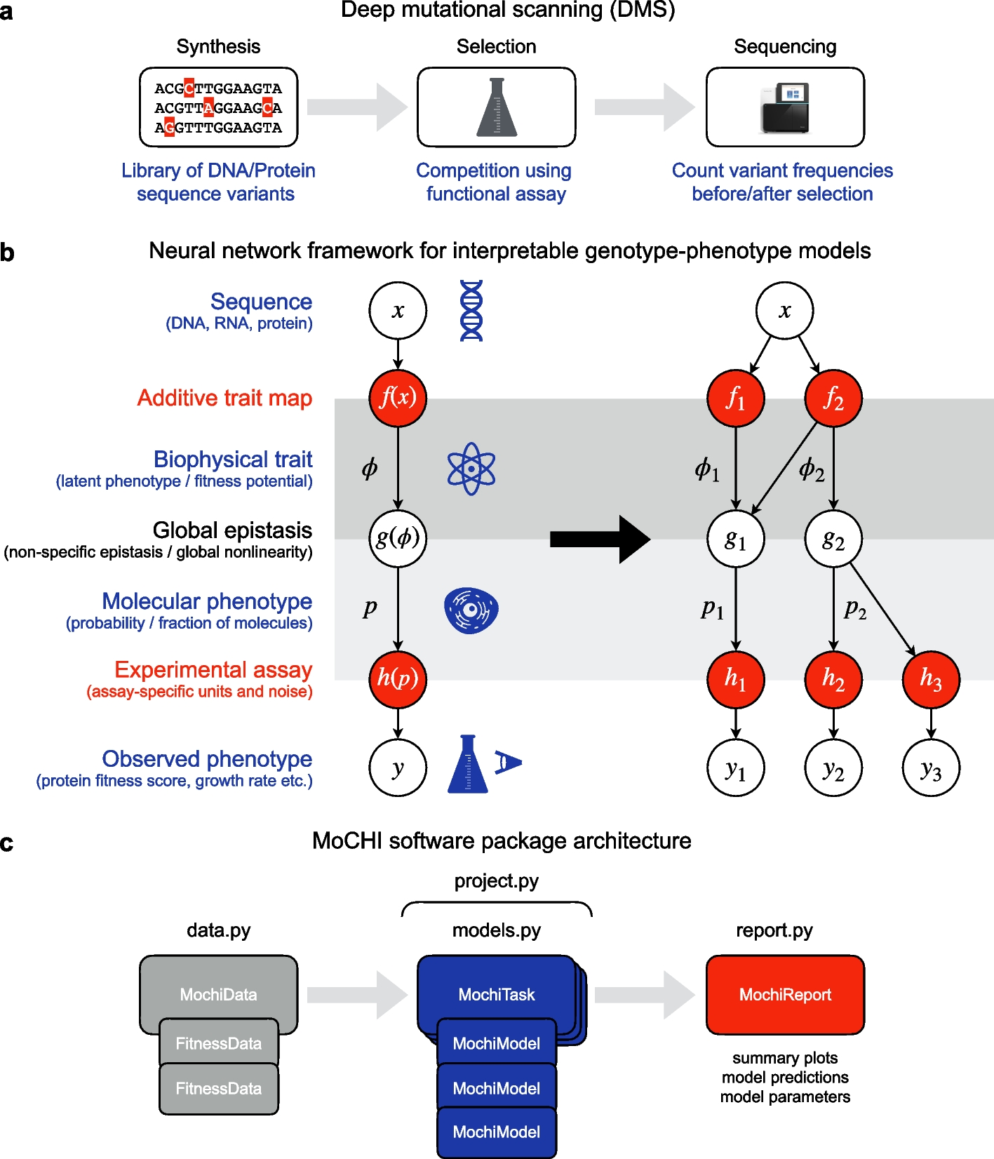 MoCHI: neural networks to fit interpretable models and quantify energies, energetic couplings, epistasis, and allostery from deep mutational scanning data