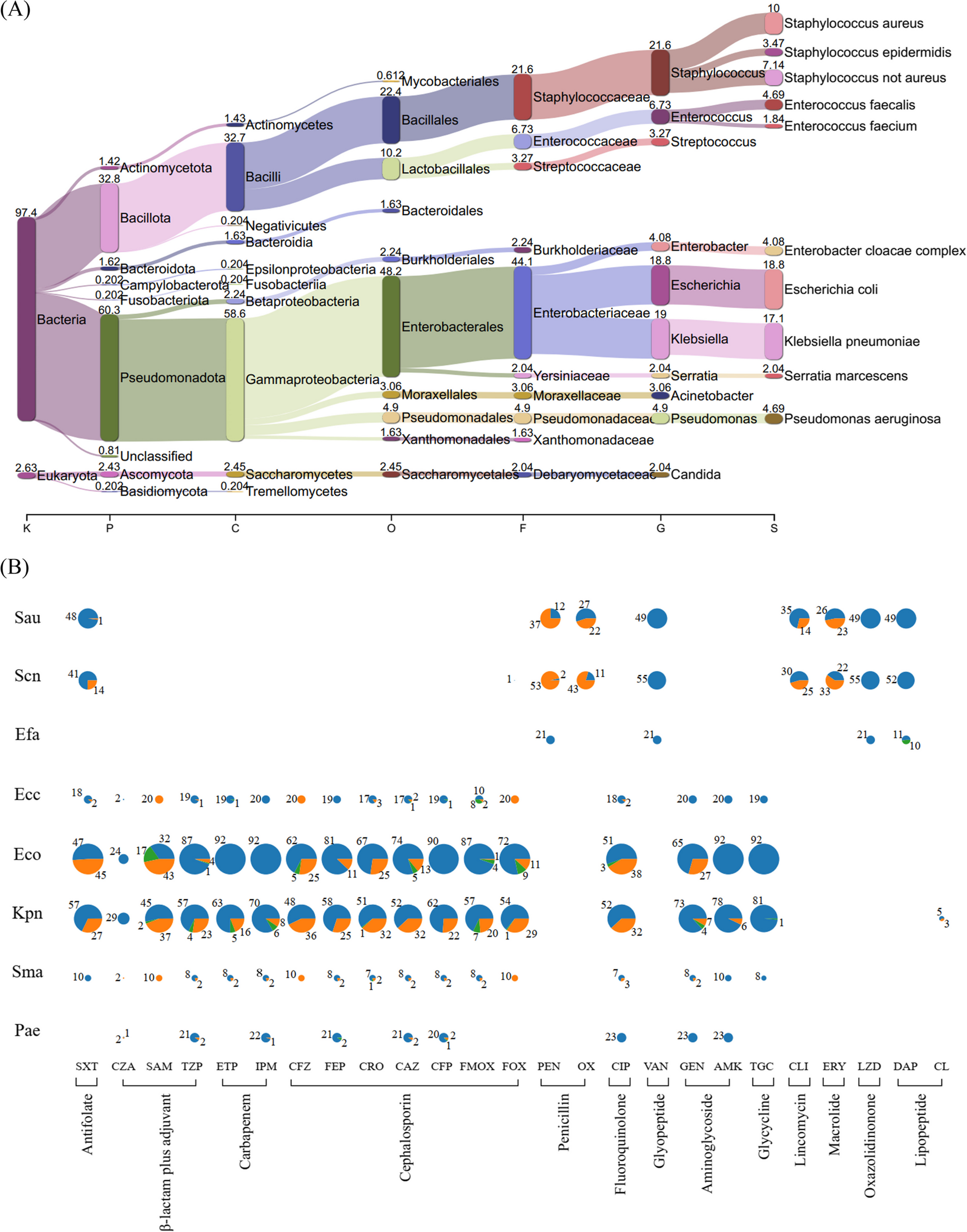 Comprehensive pathogen identification and antimicrobial resistance prediction from positive blood cultures using nanopore sequencing technology