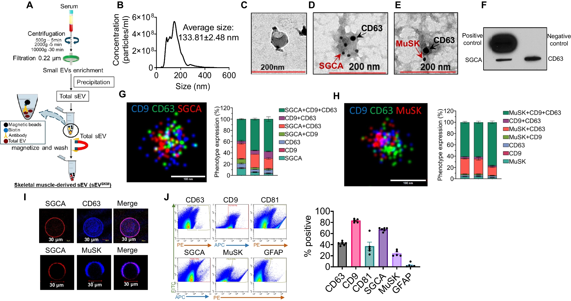 Circulating small extracellular vesicles as blood-based biomarkers of muscle health in aging nonhuman primates