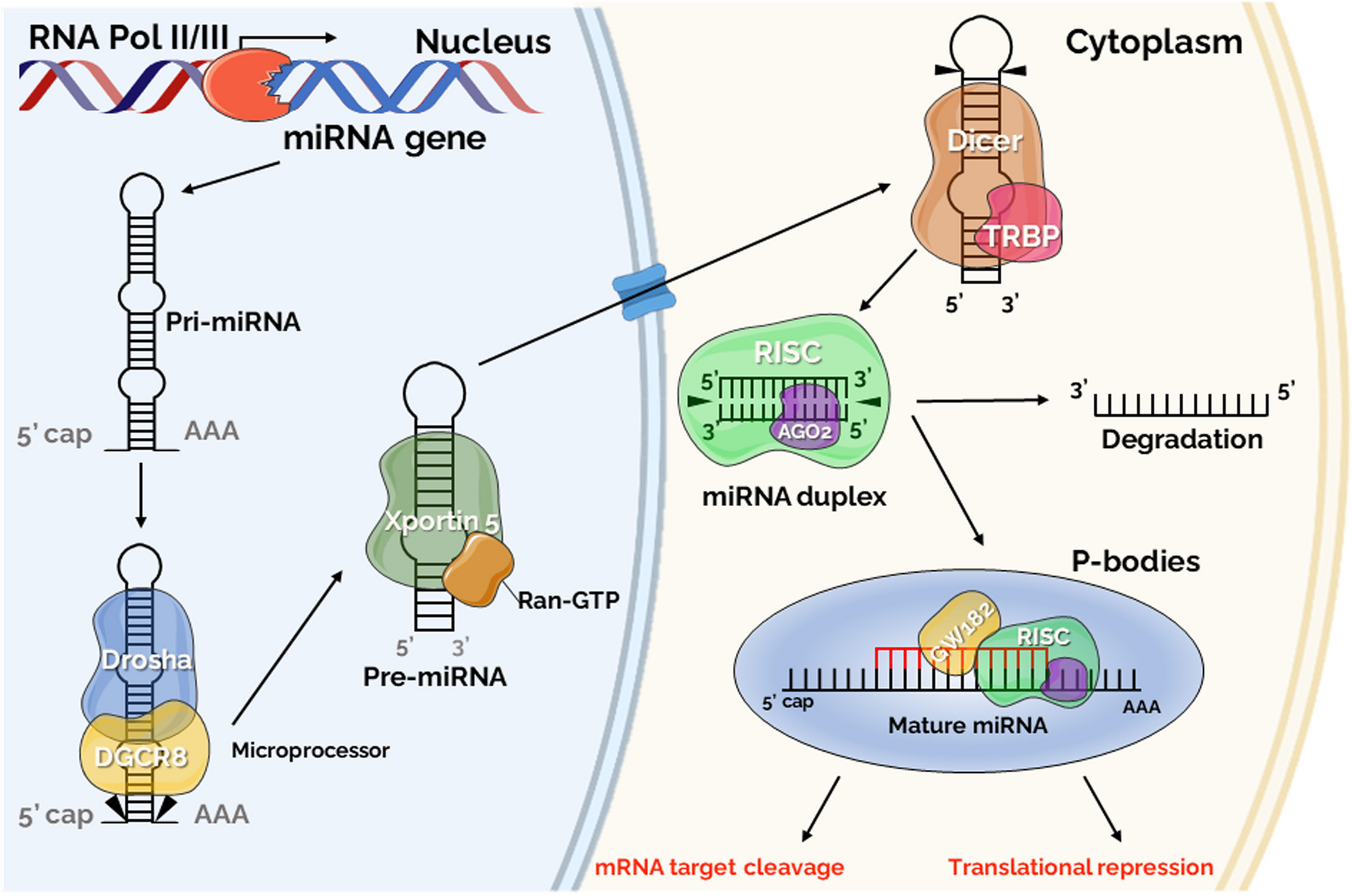 Exploring the role of microRNAs as diagnostic and prognostic biomarkers in canine mammary tumors