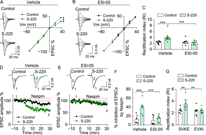 Epac2-mediated synaptic insertion of Ca2+-permeable AMPARs in the nucleus accumbens contributes to incubation of cocaine craving