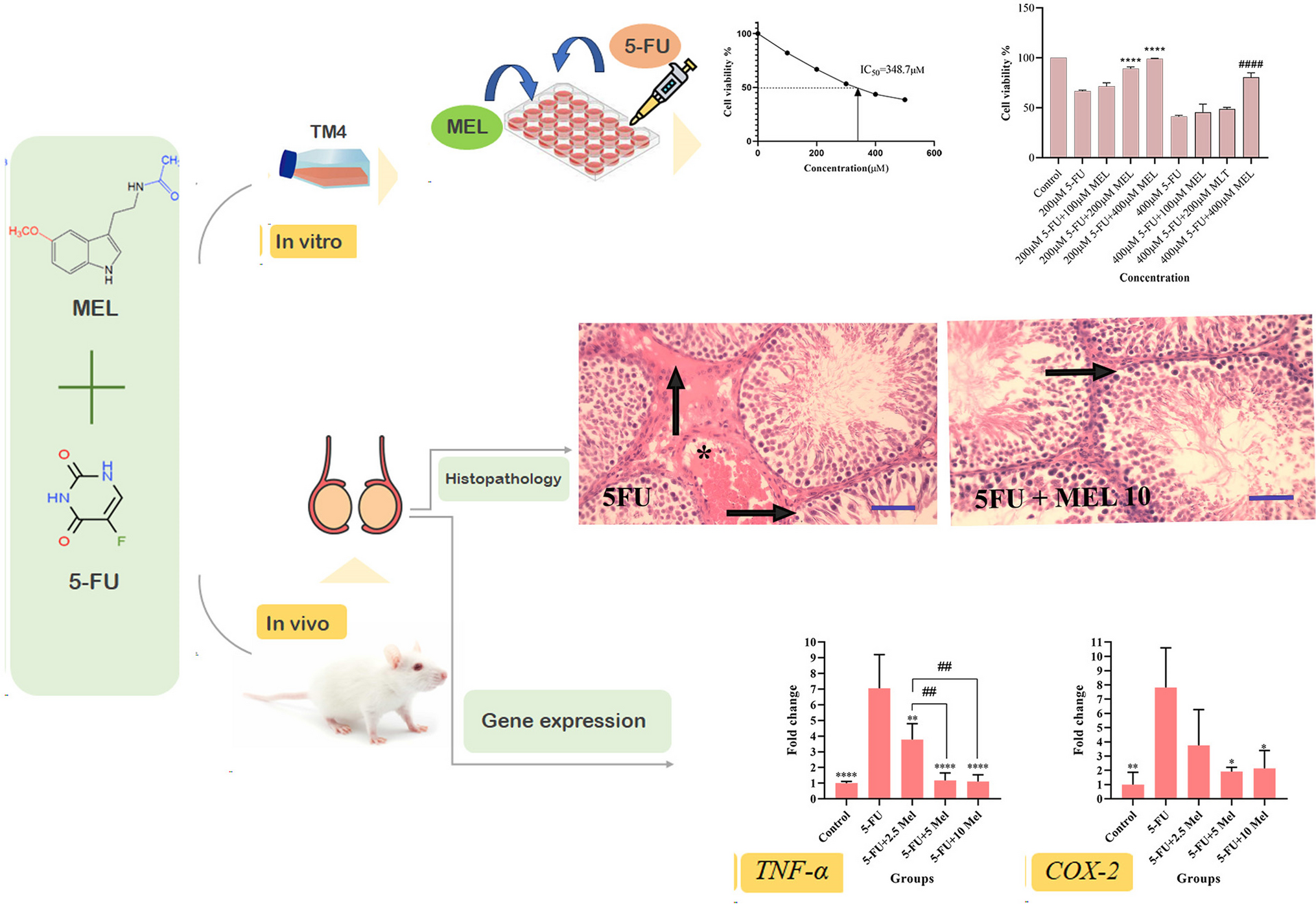 Ameliorative effect of Melatonin on 5-Fluorouracil-induced reproductive toxicity in male rats