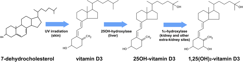 Vitamin D Level Between Calcium-Phosphorus Homeostasis and Immune System: New Perspective in Osteoporosis