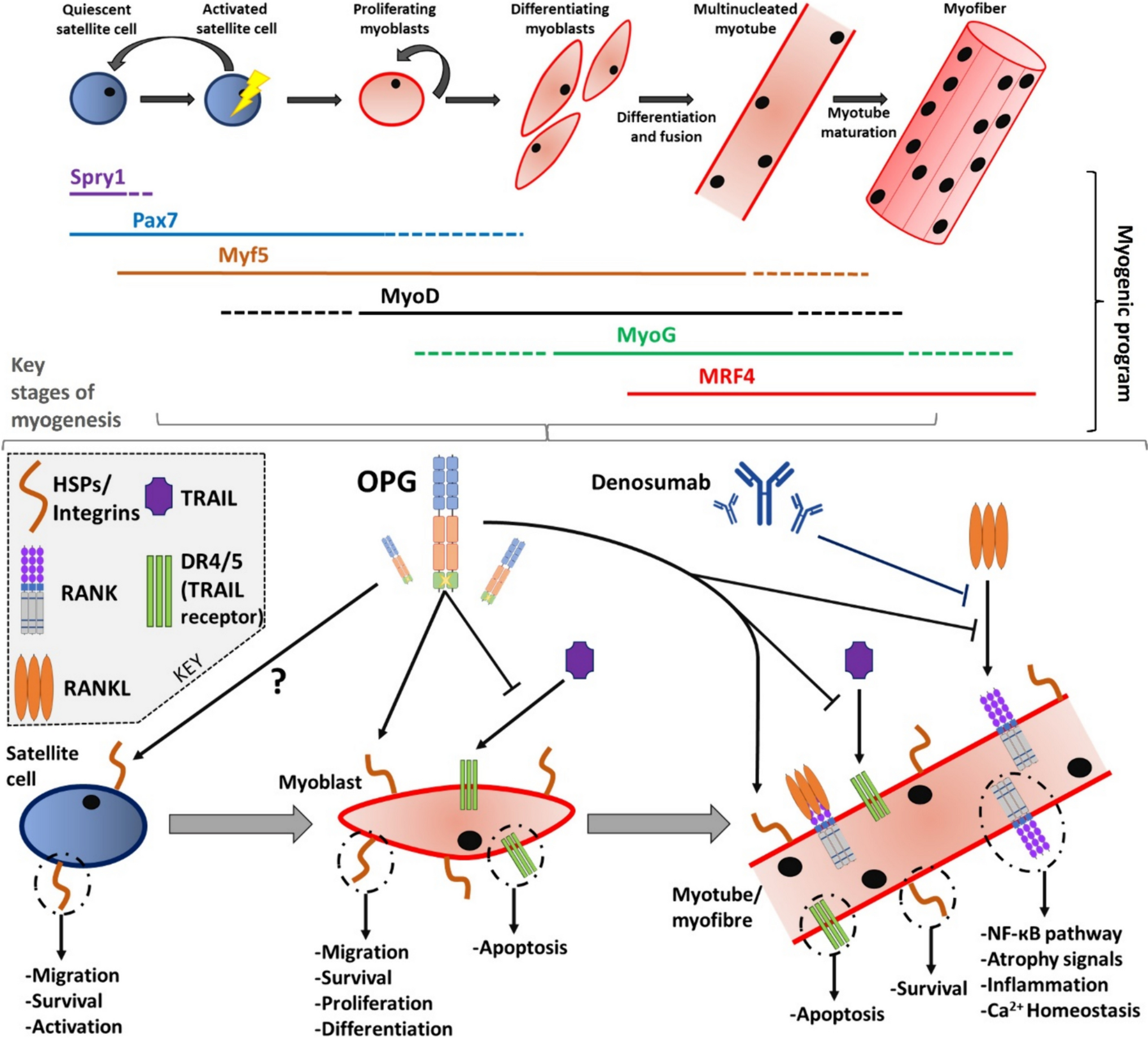 Extra-osseous Roles of the RANK-RANKL-OPG Axis with a Focus on Skeletal Muscle