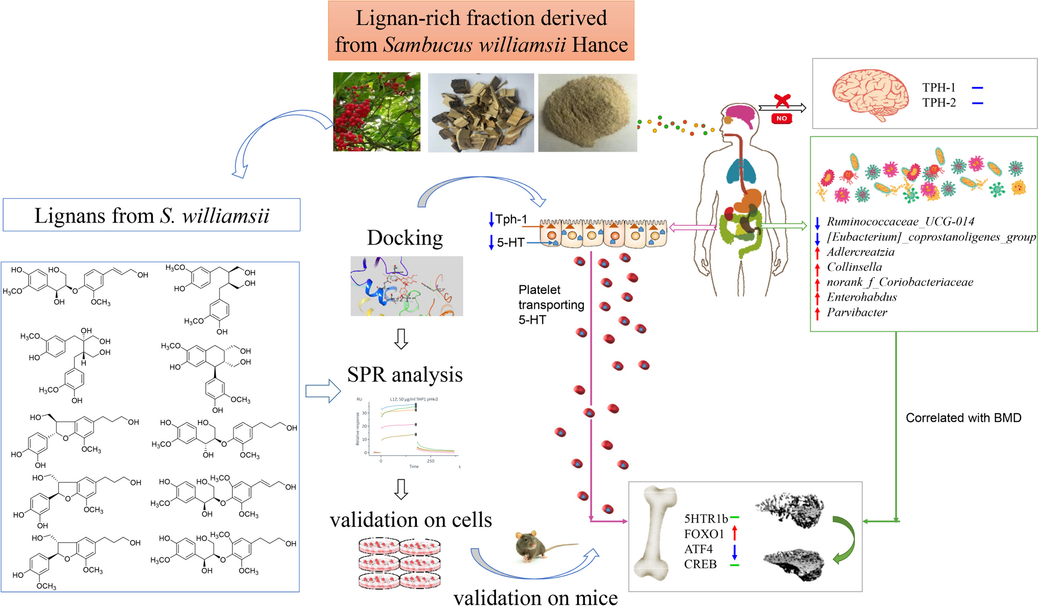 Lignans from Sambucus williamsii Protect Bone Via Microbiome