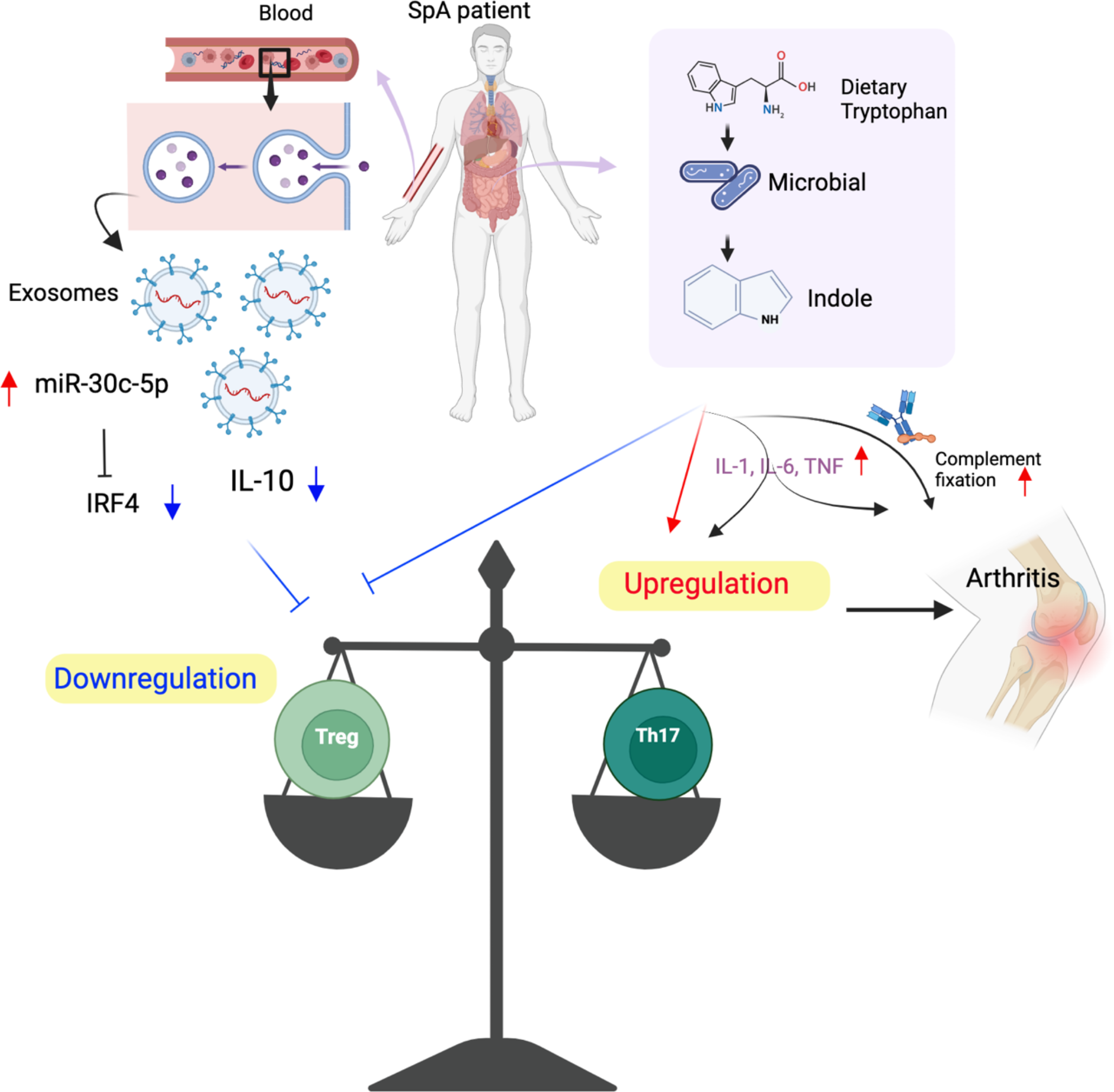 Year in Review: Novel Insights in the Pathogenesis of Spondyloarthritis – SPARTAN 2024 Annual Meeting Proceedings