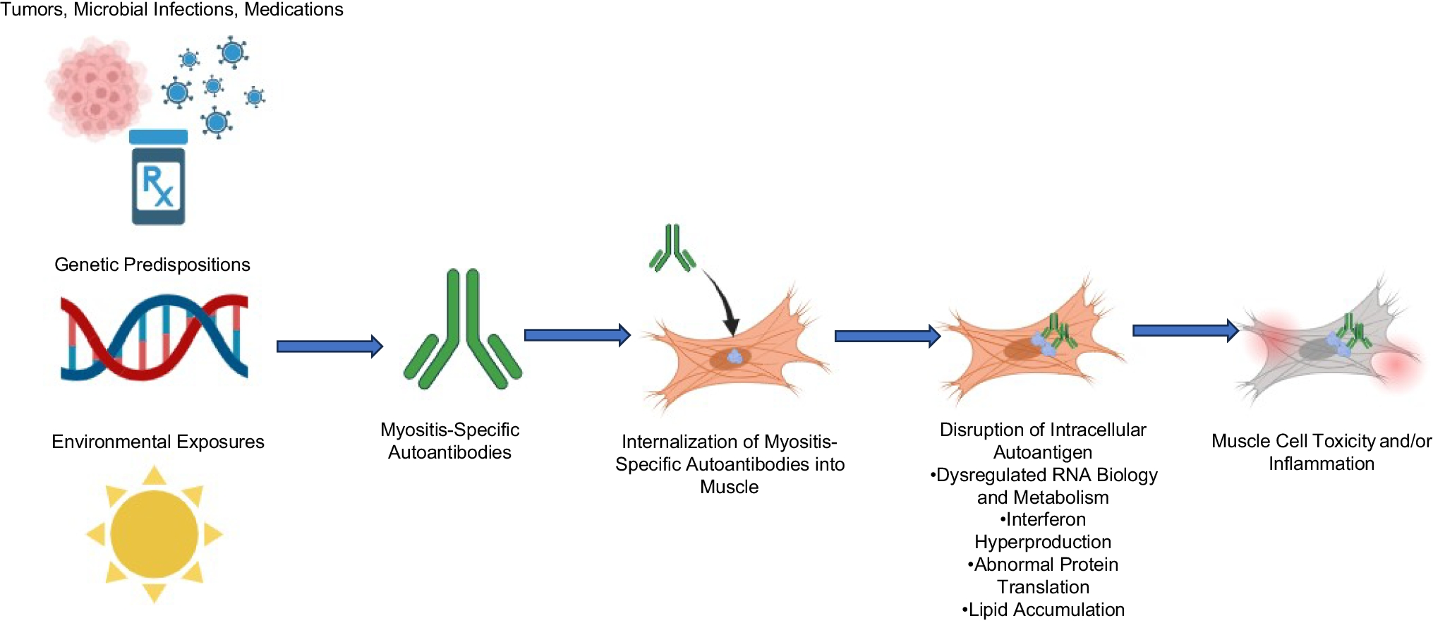 Recent Updates on the Pathogenesis of Inflammatory Myopathies