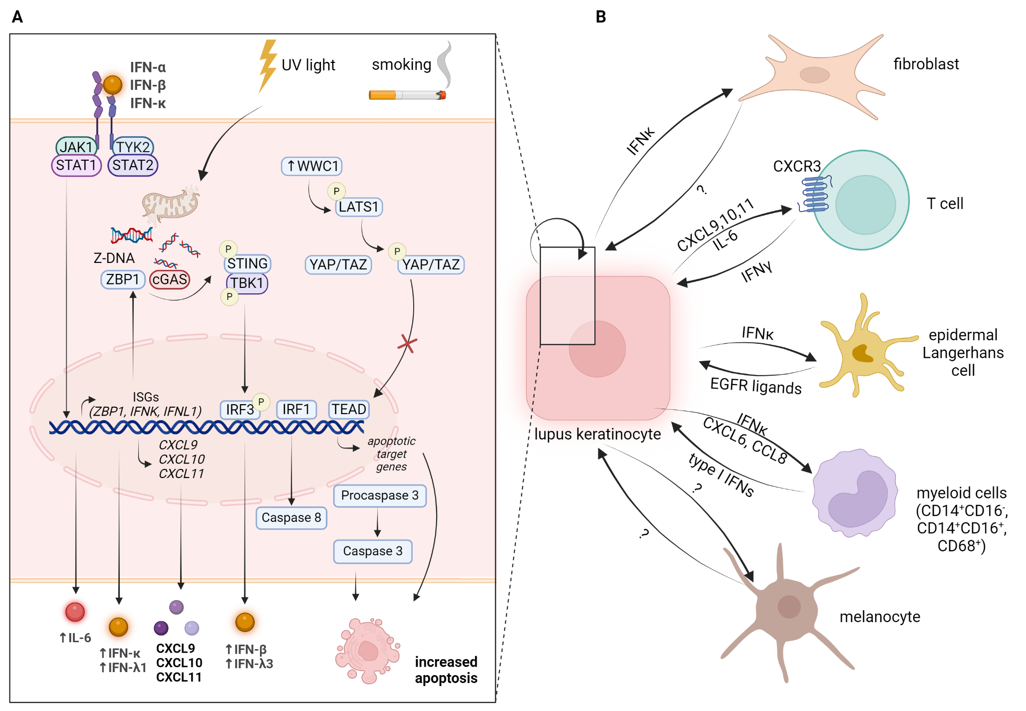 Keratinocytes – Amplifiers of Immune Responses in Systemic Lupus Erythematosus