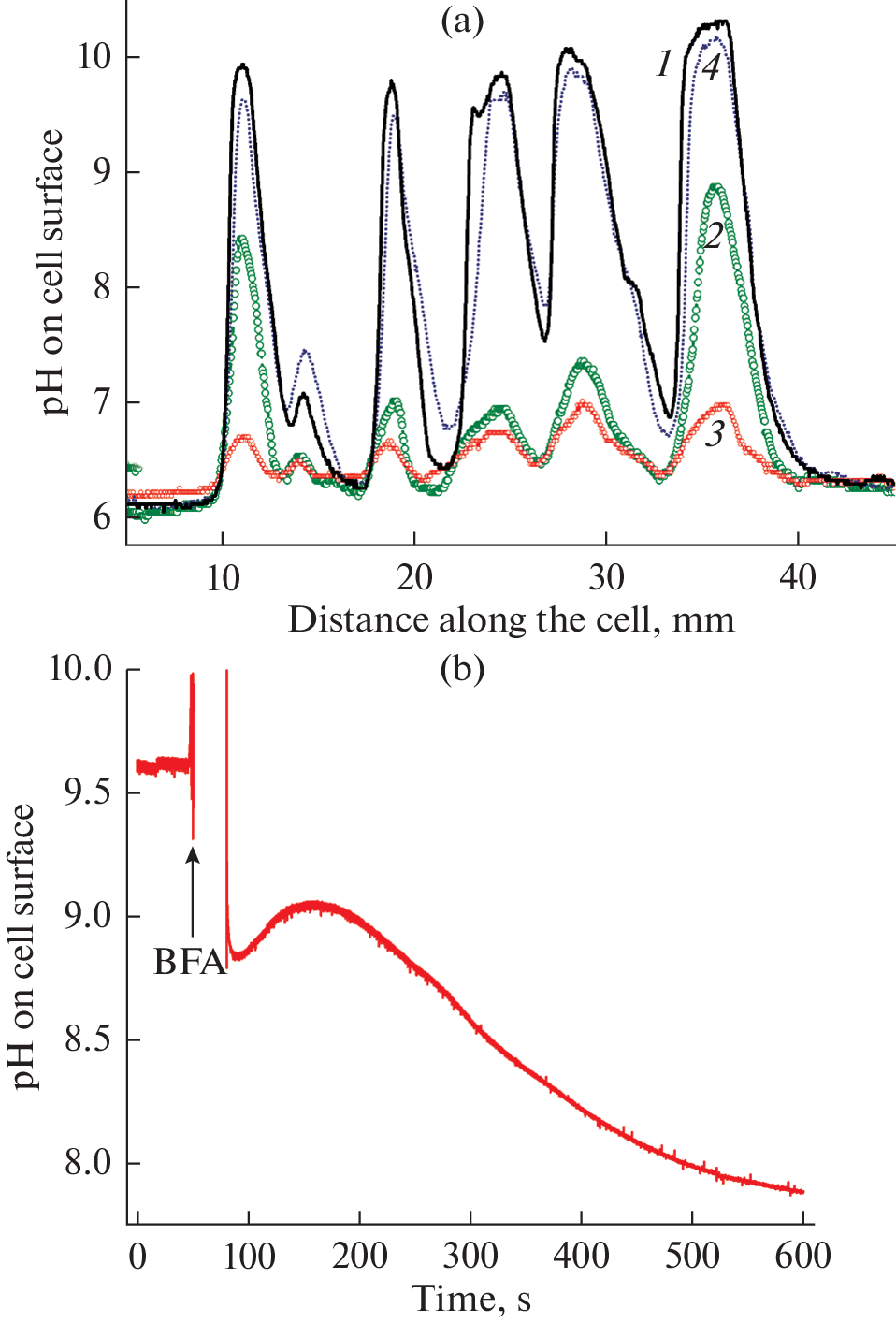 Role of Membrane H+ Transport and Plasmalemma Excitability in Pattern Formation, Long-Distance Transport and Photosynthesis of Characean Algae