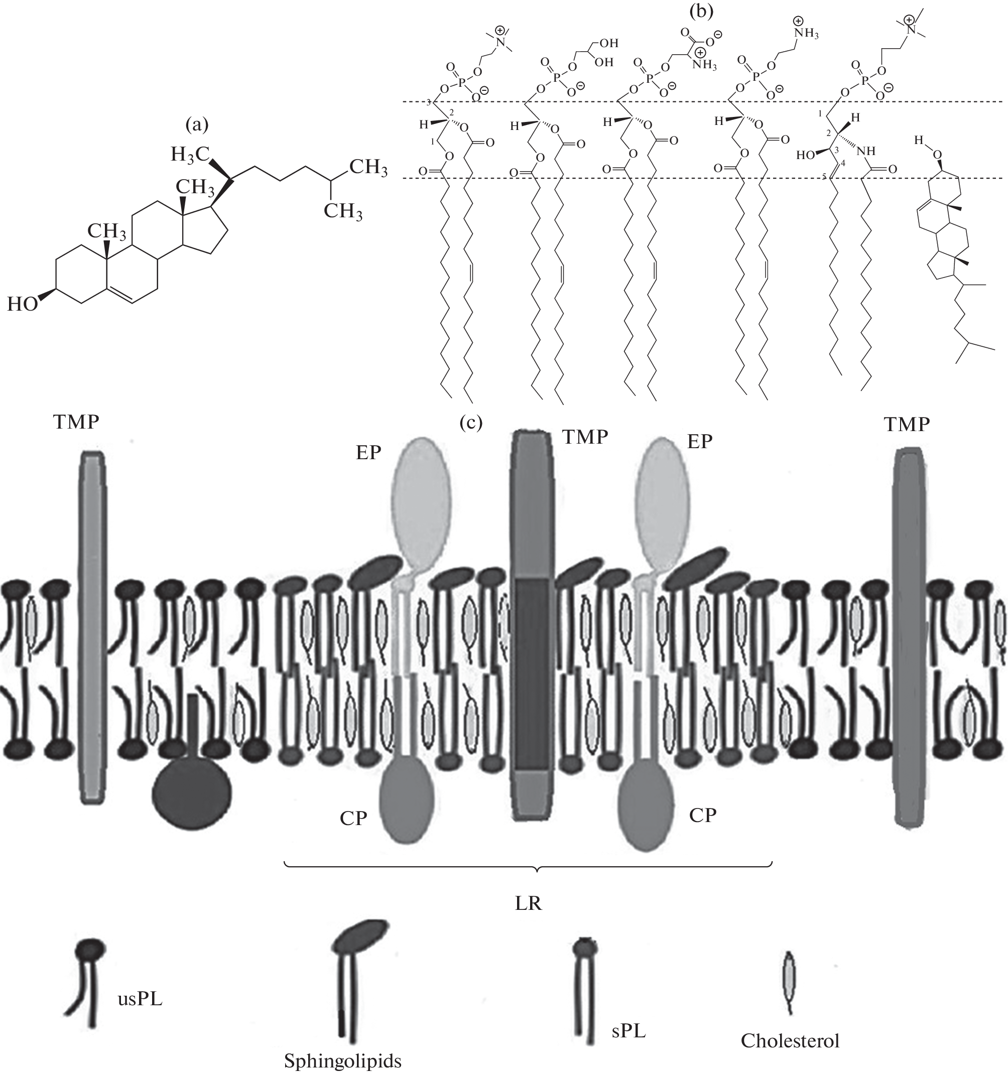 Cell Membrane Cholesterol and Regulation of Cellular Processes: New and the Same Old Thing