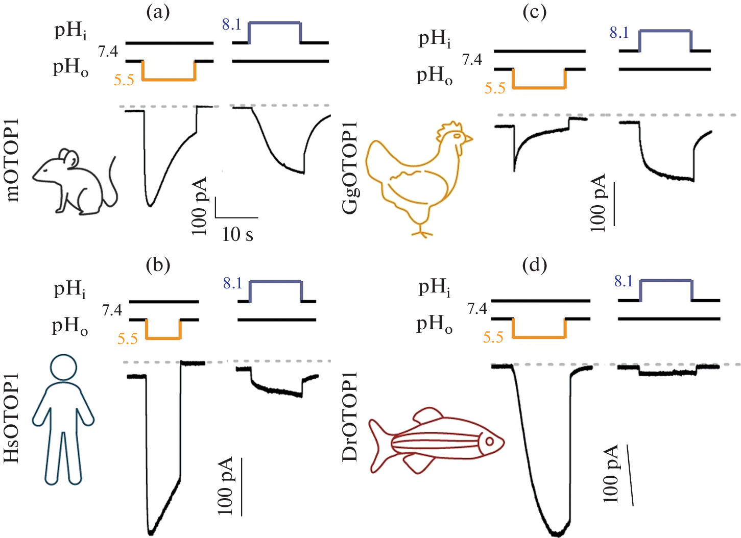 Structure and Functions of the OTOP1 Proton Channel