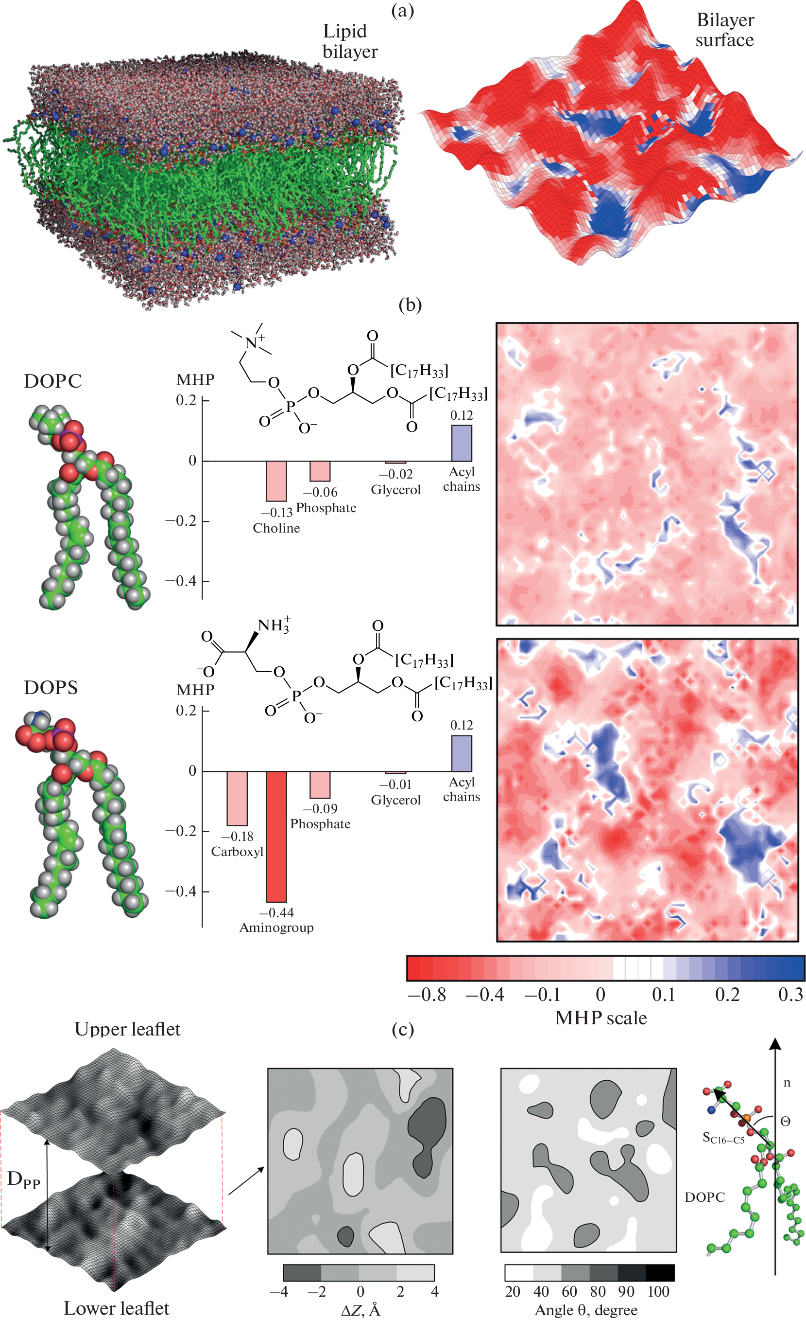 Lipid-Mediated Adaptation of Proteins and Peptides in Cell Membranes