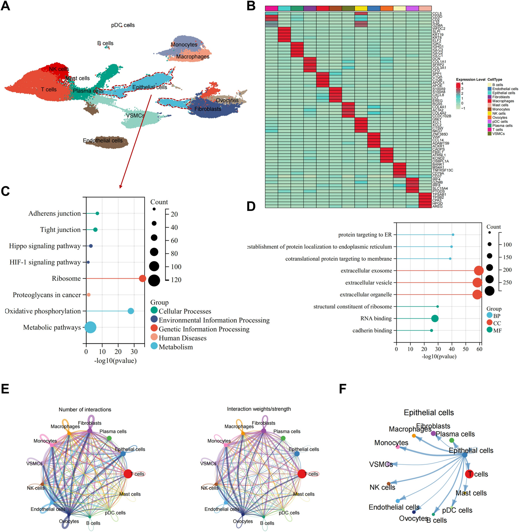 The molecular mechanism of gemcitabine in inhibiting the HIF-1α/VEGFB/FGF2/FGFR1 signaling pathway for ovarian cancer treatment