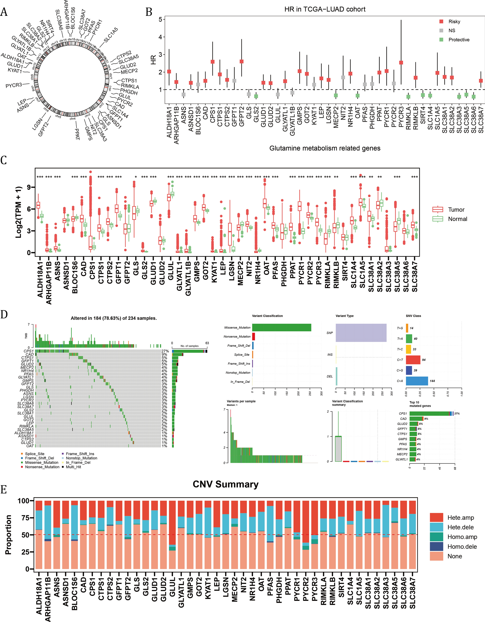 Integrated bioinformatics analysis identifies ALDH18A1 as a prognostic hub gene in glutamine metabolism in lung adenocarcinoma