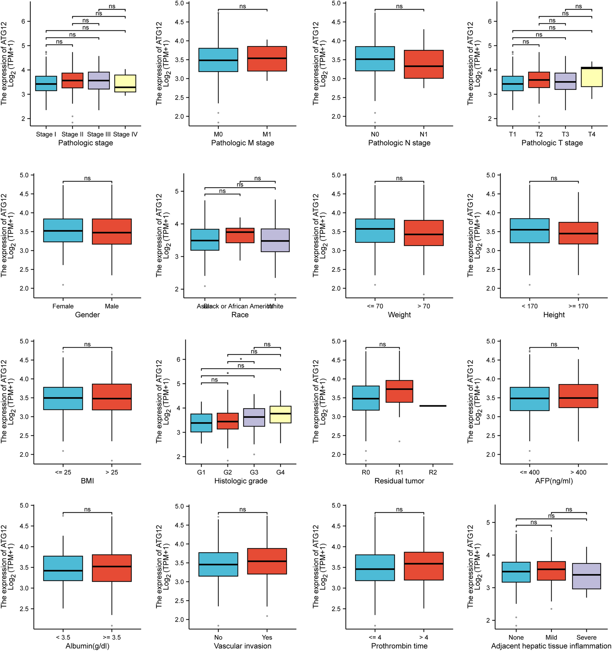 The role of autophagy related 12 (ATG12) in the progression of hepatocellular carcinoma and its prognostic value