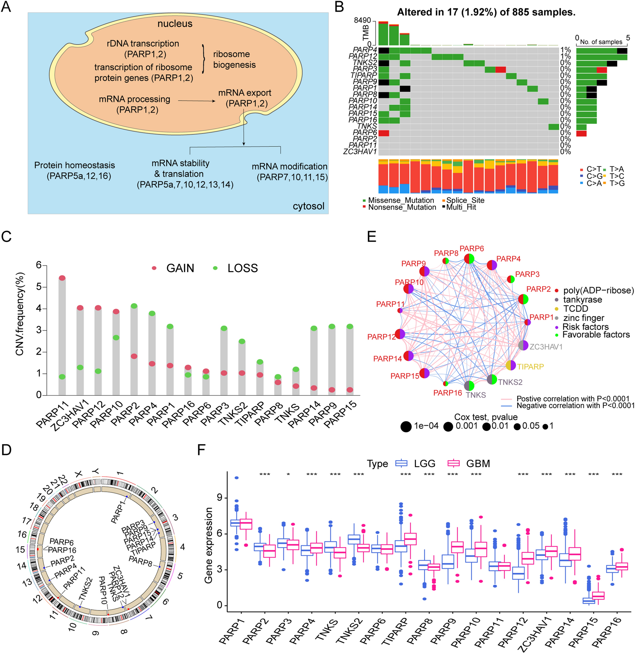 The PARPscore system using poly (ADP-ribose) polymerase (PARP) family features and tumor immune microenvironment in glioma