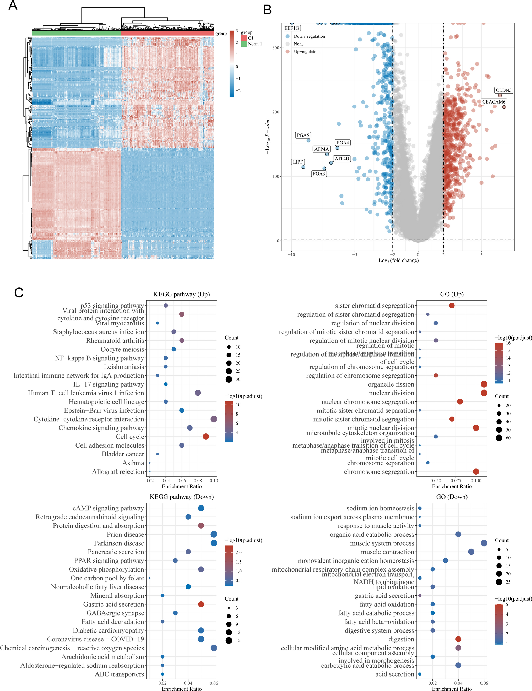 ADAMTS12 serves as a novel prognostic biomarker and promotes proliferation and invasion in gastric cancer