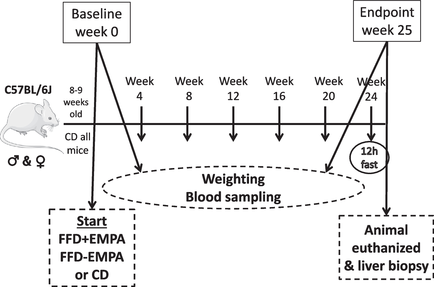 Limited preventive effects of empagliflozin against metabolic dysfunction-associated steatotic liver disease in a mouse model of fast food diet