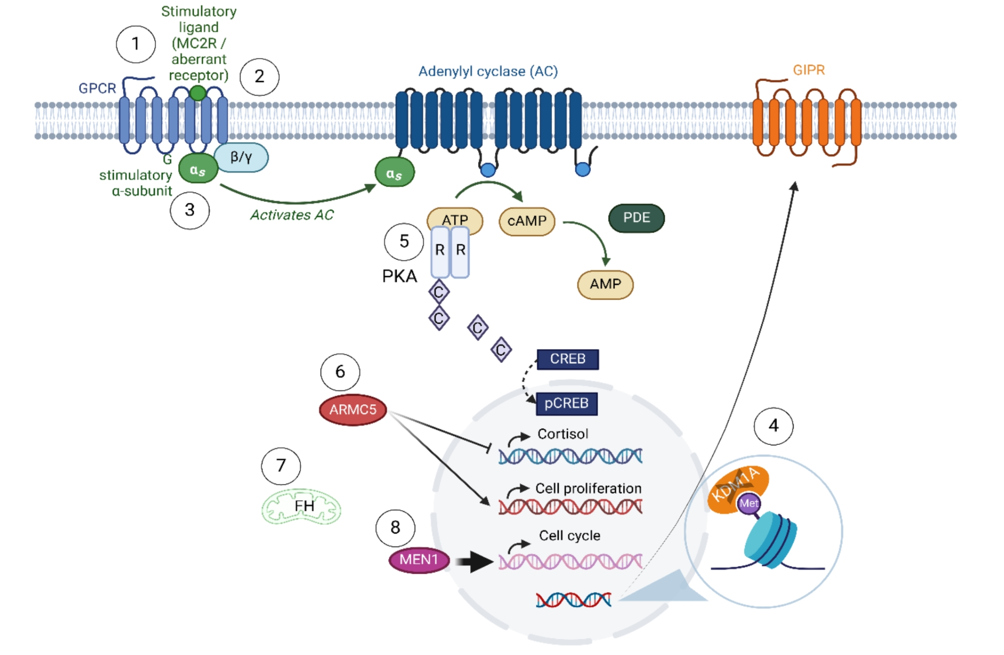 The molecular genetics of adrenal cushing