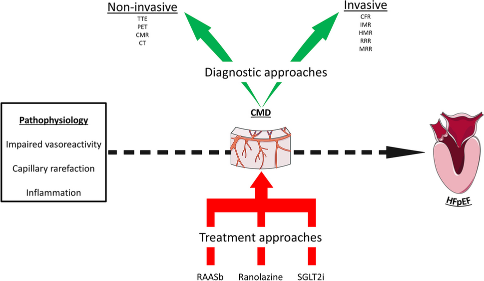 The role of coronary microcirculation in heart failure with preserved ejection fraction: An unceasing odyssey