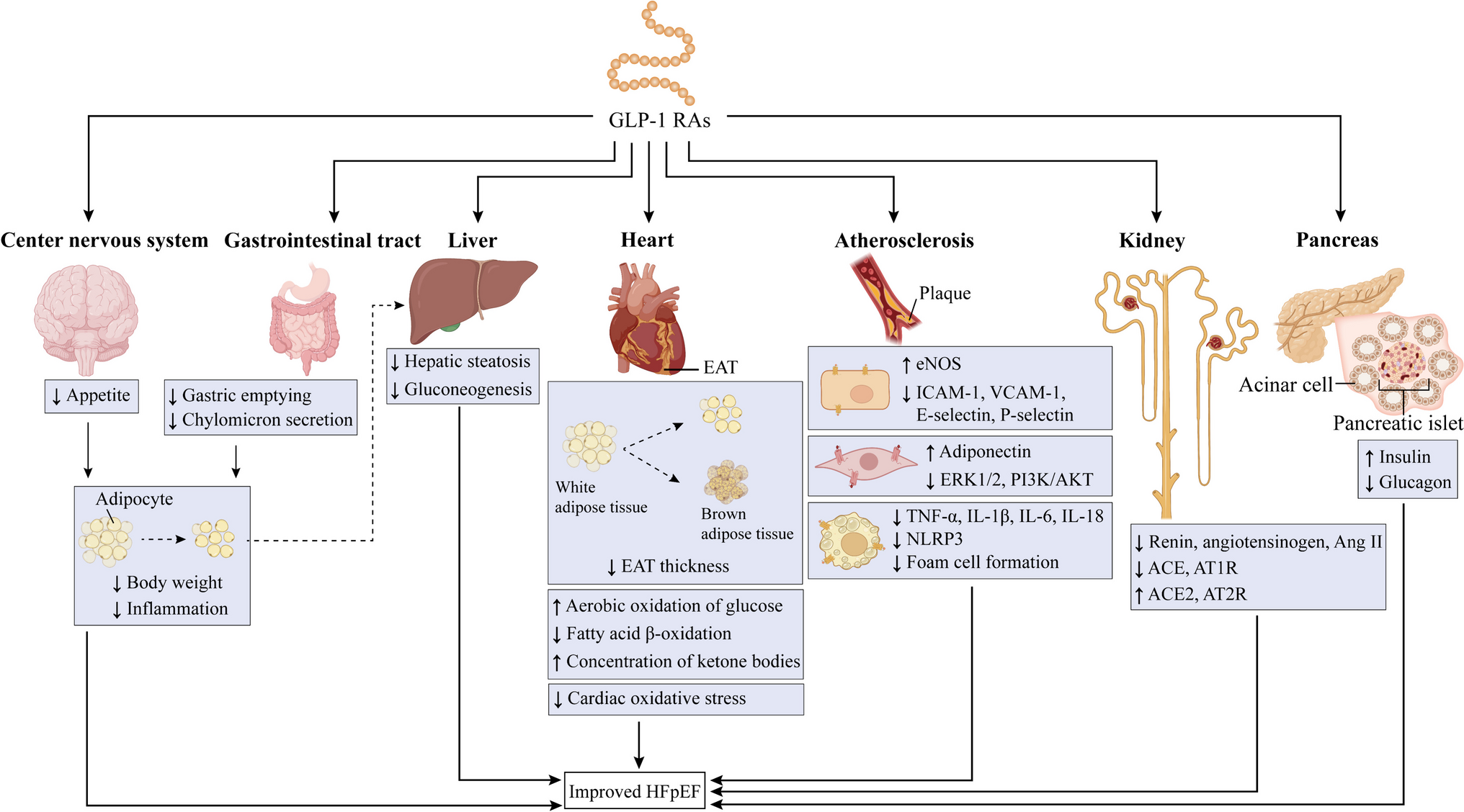 Beyond weight loss: the potential of glucagon-like peptide-1 receptor agonists for treating heart failure with preserved ejection fraction