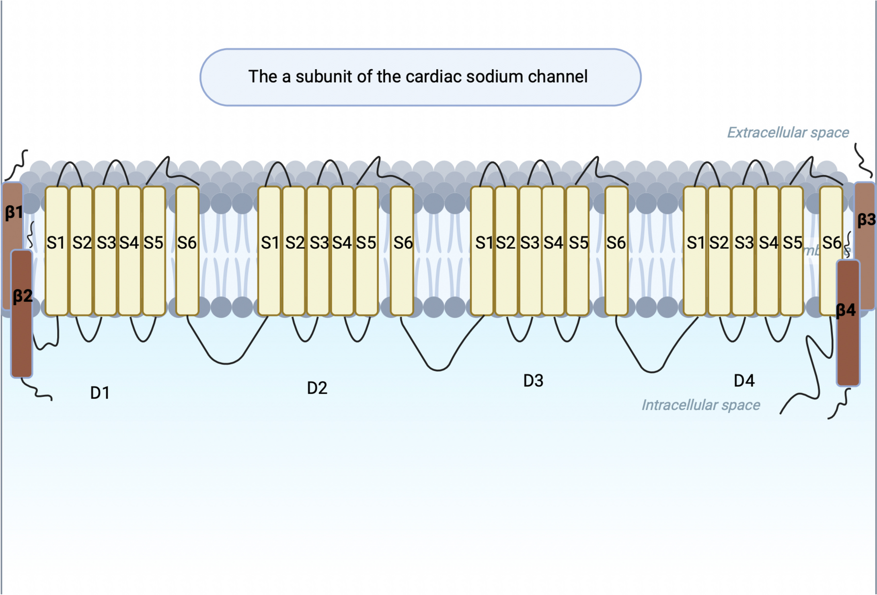 The many faces of SCN5A pathogenic variants: from channelopathy to cardiomyopathy