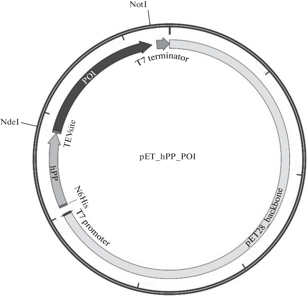 Construction of Expression Vectors for Efficient Production of Recombinant Proteins in E. coli for the Development of Therapeutic Drugs