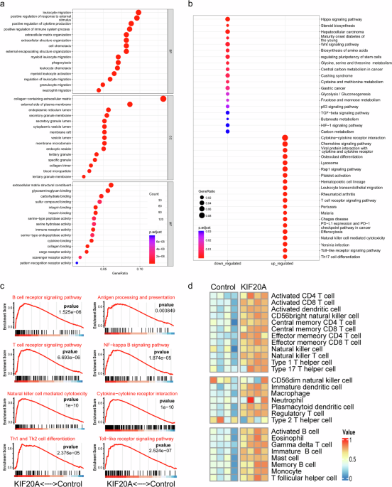 A KIF20A-based thermosensitive hydrogel vaccine effectively potentiates immune checkpoint blockade therapy for hepatocellular carcinoma