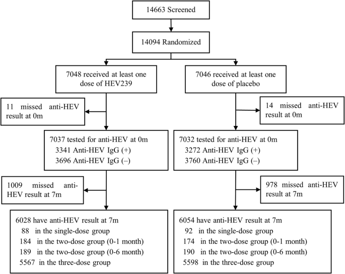 Persistence of hepatitis E vaccine-induced antibody response across different dosage schedules and baseline serostatus