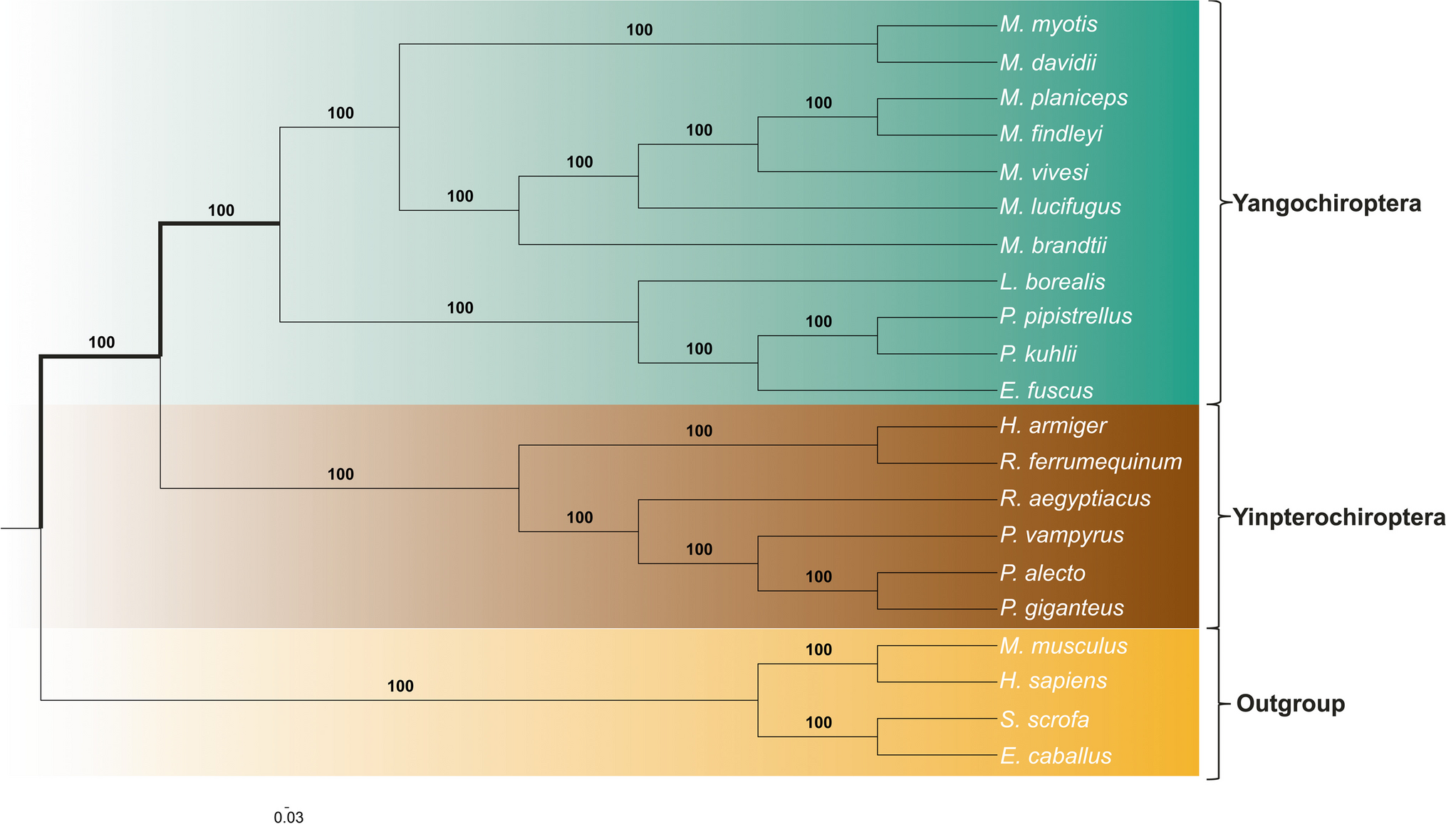 Uncovering selection pressures on the IRF gene family in bats’ immune system