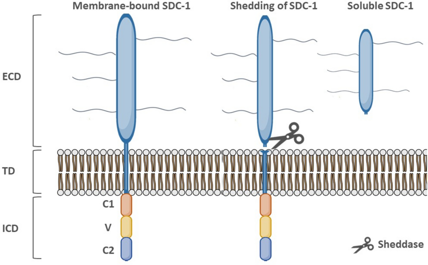 Syndecan-1: a key player in health and disease