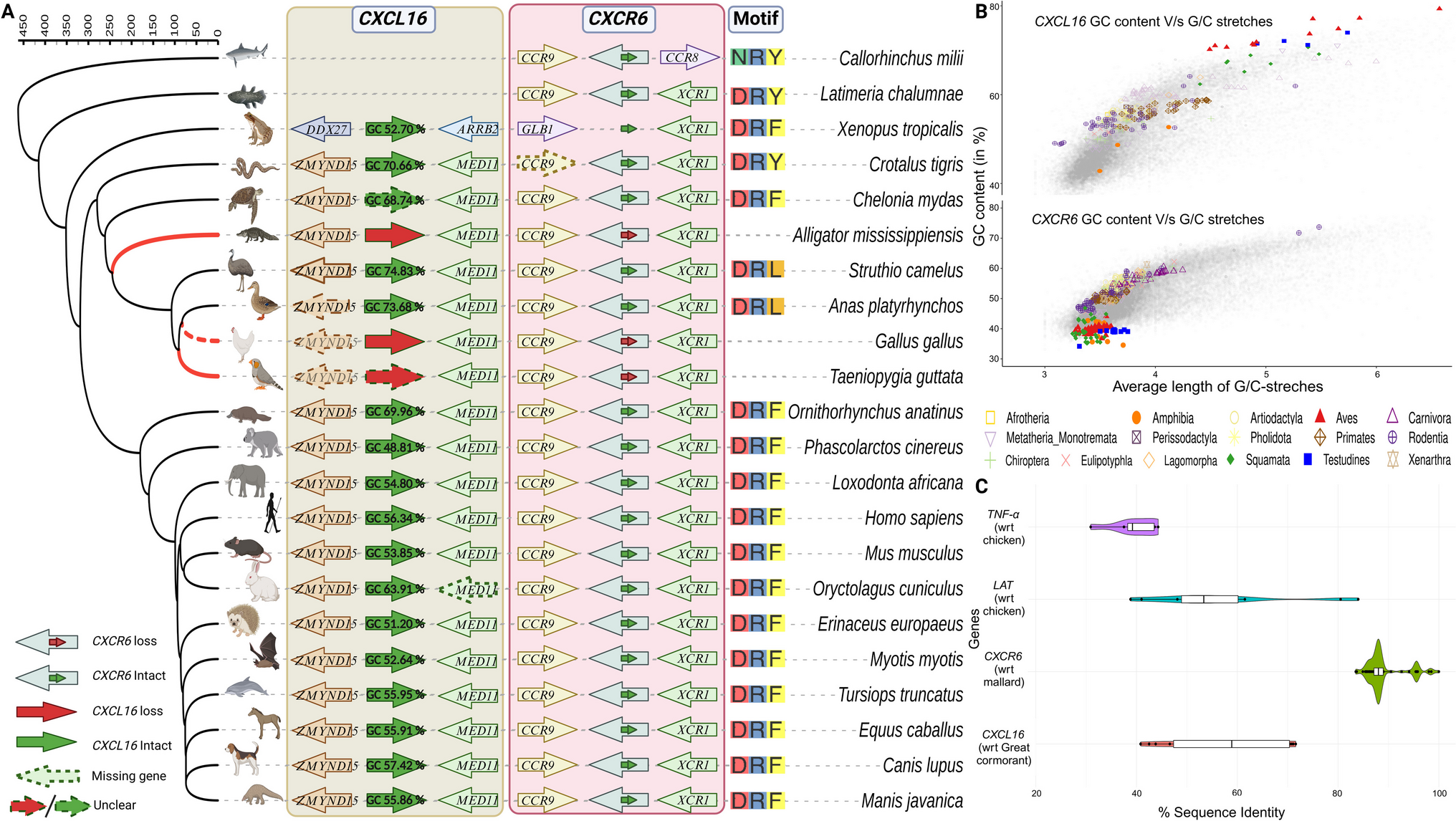 Evolutionary diversity of CXCL16-CXCR6: Convergent substitutions and recurrent gene loss in sauropsids