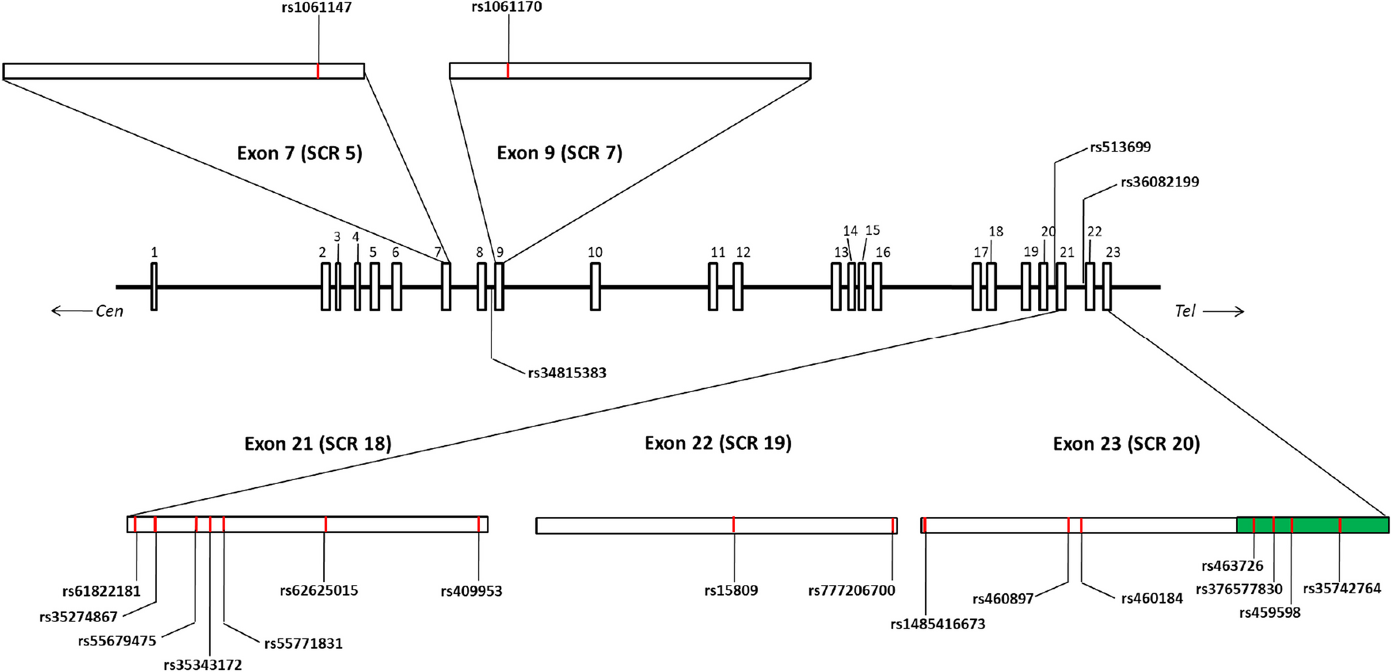 Analysis of Complement Factor H gene polymorphisms and their association with clinical manifestations ofleptospirosis