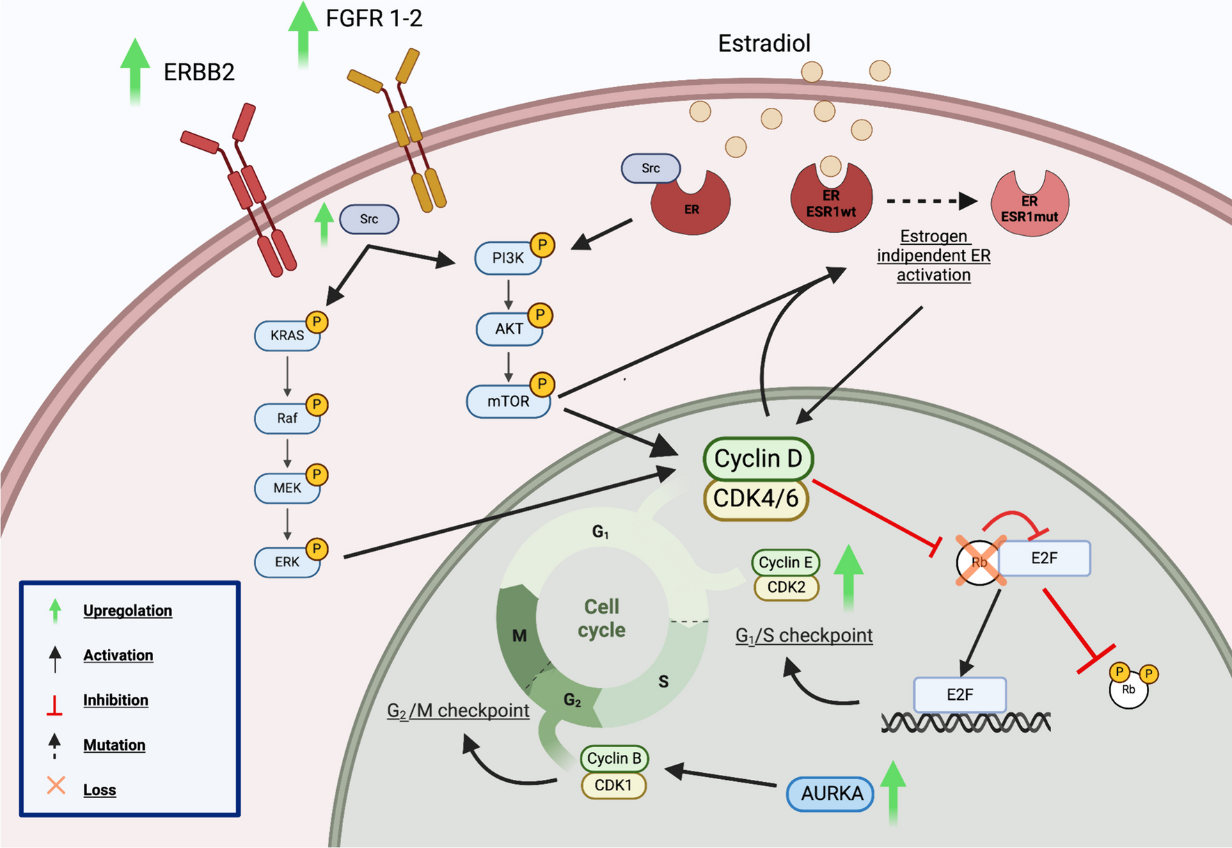 Unveiling the Potential of Cyclin-Dependent Kinases 4 and 6 Inhibitors Beyond Progression in Hormone Receptor Positive/Human Epidermal Growth Factor Negative Advanced Breast Cancer – A Clinical Review