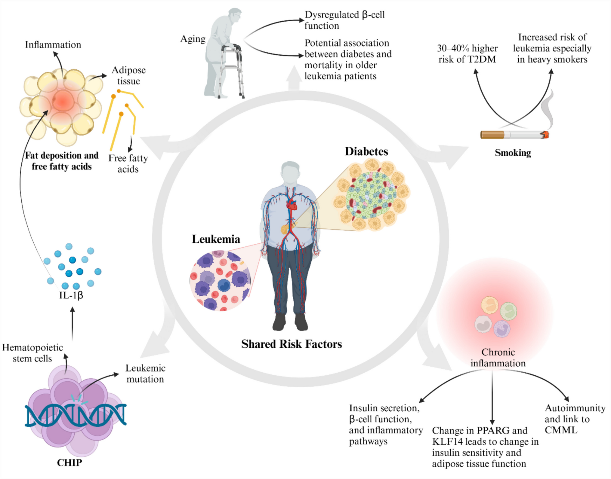 Molecular Secrets Revealed: How Diabetes may be Paving the Way for Leukemia