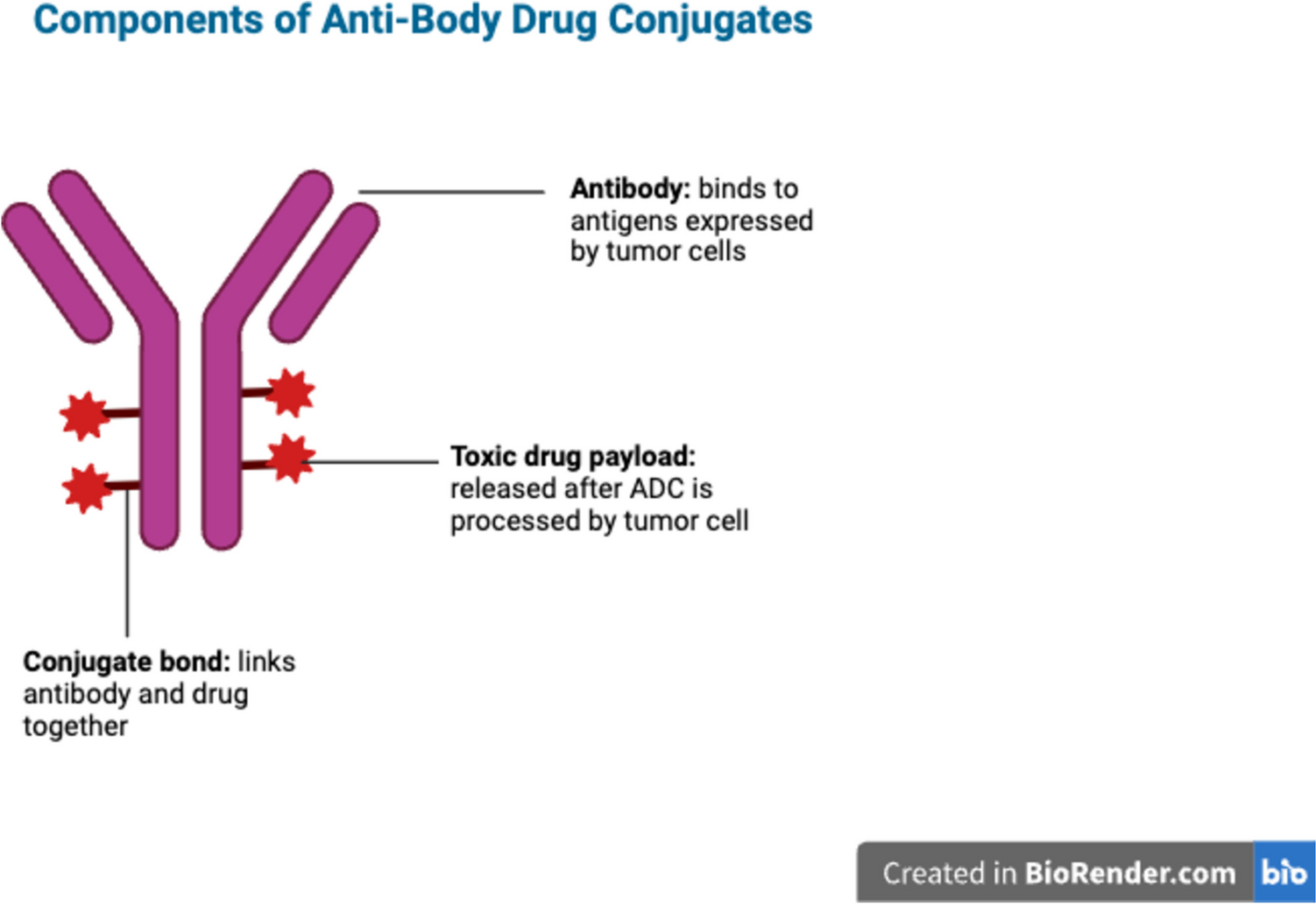 A Review of Current and Future Antibody Drug Conjugates in Breast Cancer