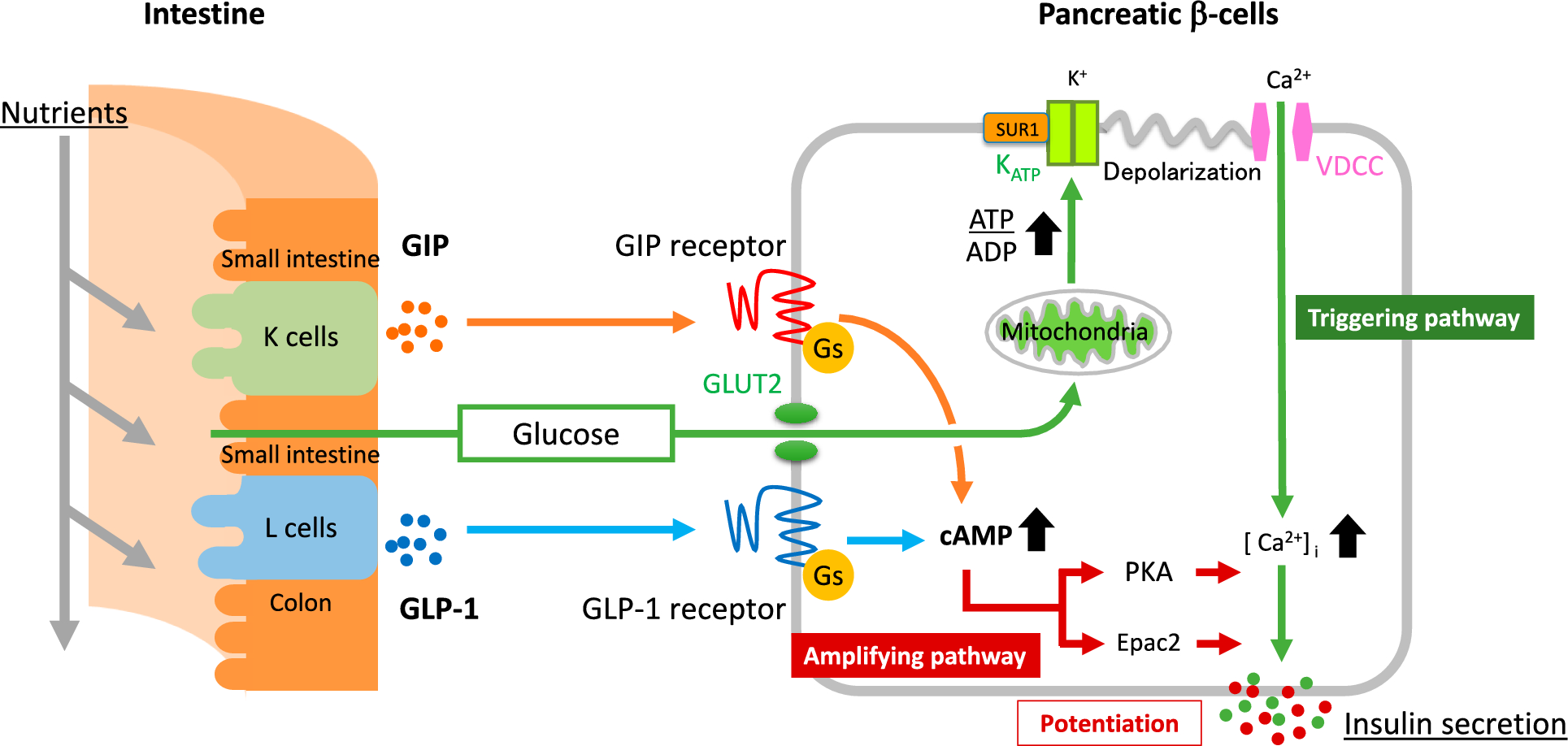 Regulation of glucose metabolism by incretins: implications for treatment of type 2 diabetes