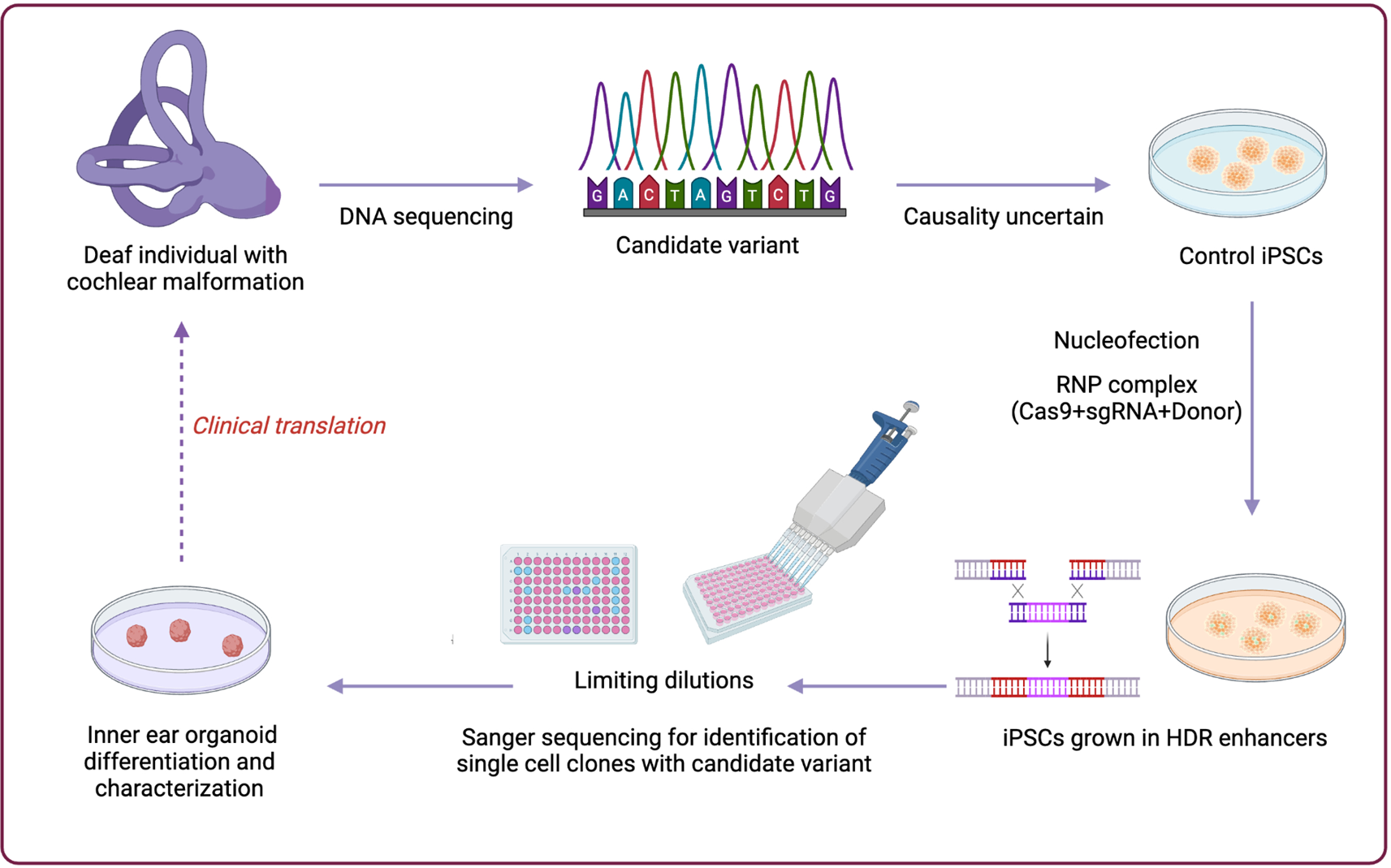 Human organoids for rapid validation of gene variants linked to cochlear malformations